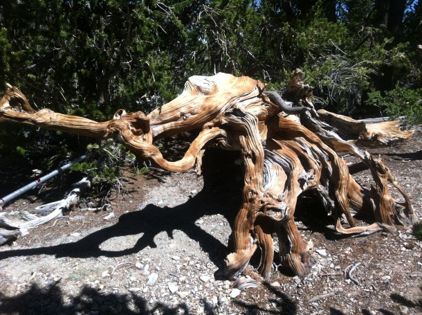 Tree that looks like an Elephant