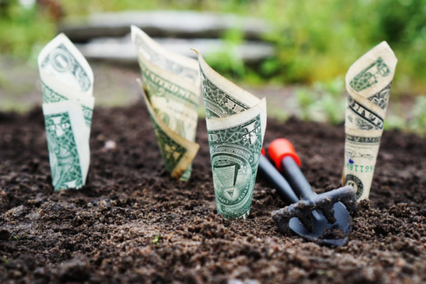 Photo of Money planted in the ground