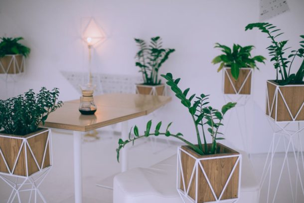 Interior Design Plants