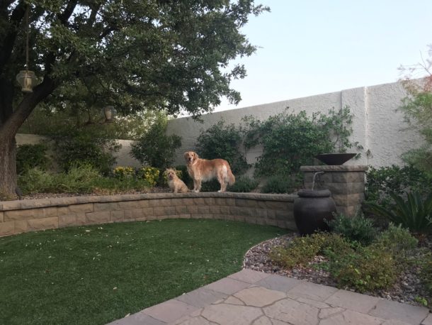 Dogs in the Las vegas backyard